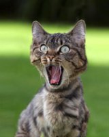 Cat Suprised